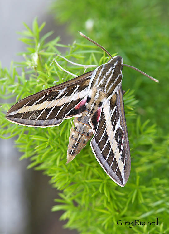 Sphinx moth flapping its wings