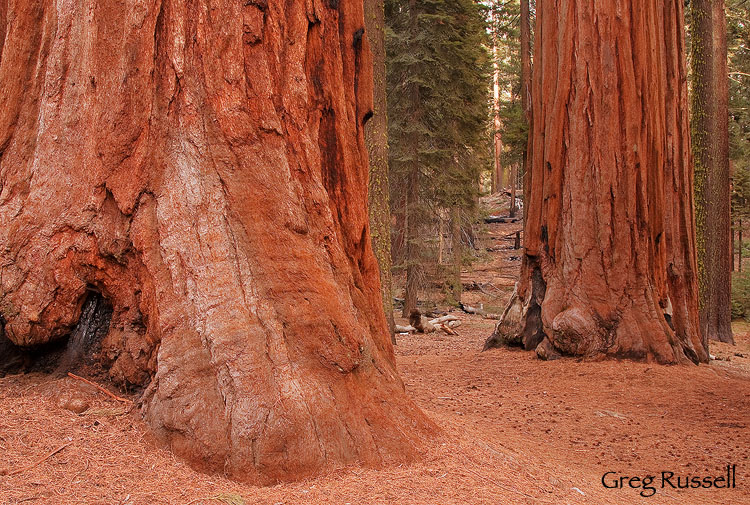 the parker grove in sequoia national park