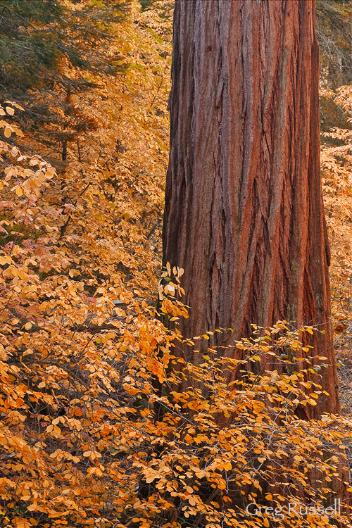 Autumn scene in sequoia national park