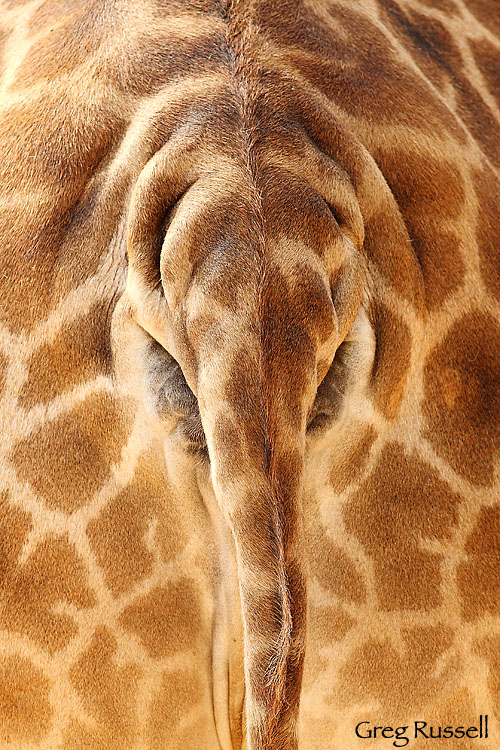 giraffe_behind