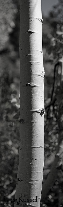 Aspen Trunk, Populus Tremuloides