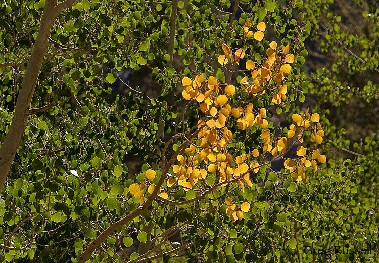 Aspen Leaves Fall colors on Aspen (populus tremuloides), Sierra Nevada California