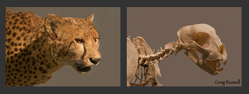 a diptych of a cheetah and its skeleton