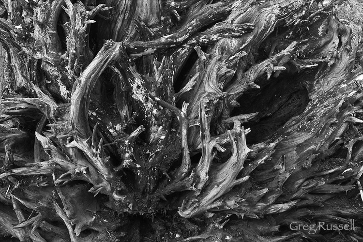 sequoia_roots_blackwhite Roots of a Sequoia tree in Sequoia National Park, California