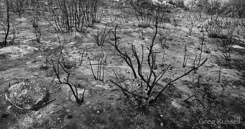 The Bone Yard Burn area in southern California's Santa Ana Mountains
