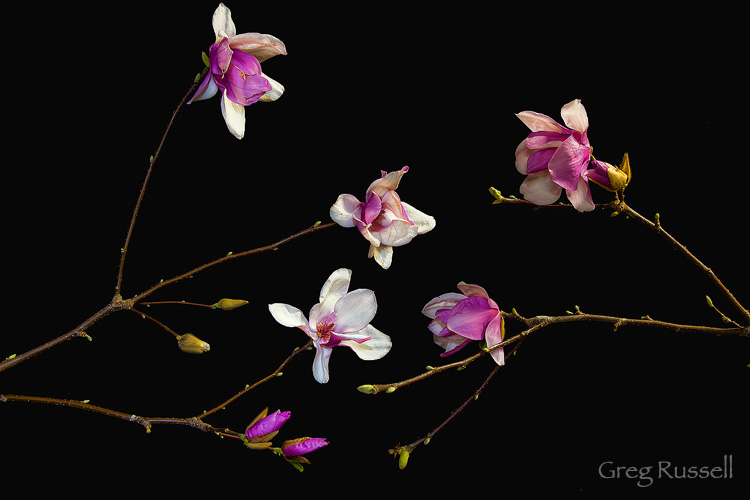 Magnolia Blossoms Image of Magnolia Blossoms made in a home studio