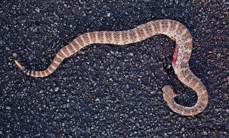 Speckled Rattlesnake in Joshua Tree National Park, California