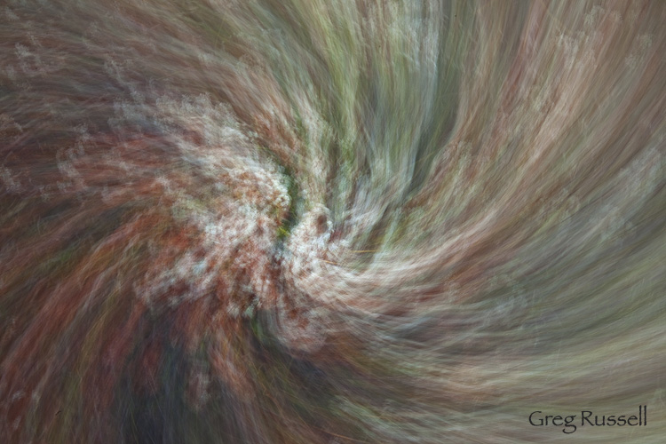 California Buckwheat abstract An abstract image of California Buckwheat (Eriogonum fasciculatum foliolosum)