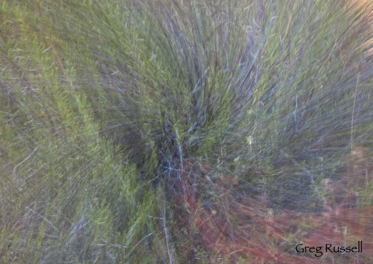 California Buckwheat abstract An abstract image of California Buckwheat (Eriogonum fasciculatum foliolosum)