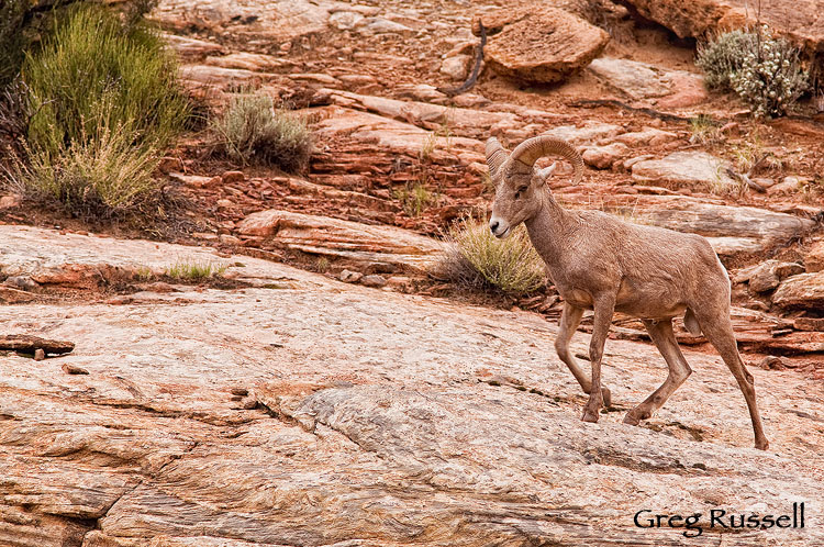 Desert Bighorn Sheep (Ovis canadensis nelsoni), Capitol Reef National Park, Utah