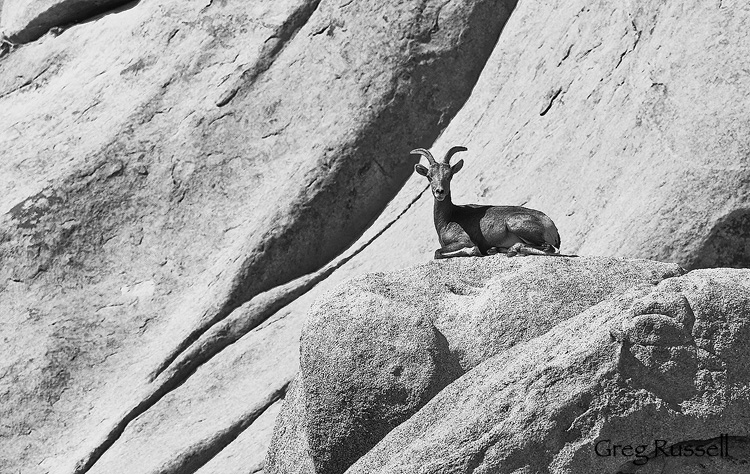 Desert Bighorn Sheep (Ovis canadensis nelsoni) in Joshua Tree