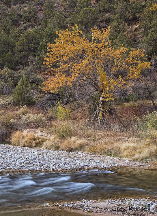 Virgin River & Cottonwood A cottonwood in fall colors along the Virgin River, Zion National Park, Utah