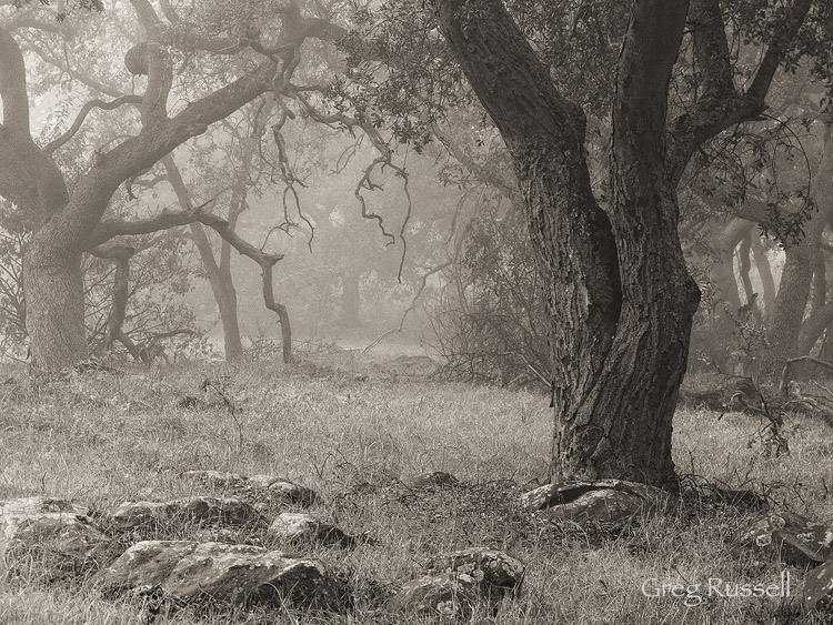 A foggy day Gnarled oaks at the Santa Rosa Plateau Ecological Reserve