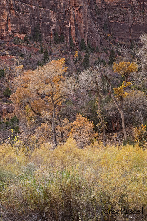Zion Canyon Autumn Half-bare Fremont Cottonwood trees in Zion National Park, Utah