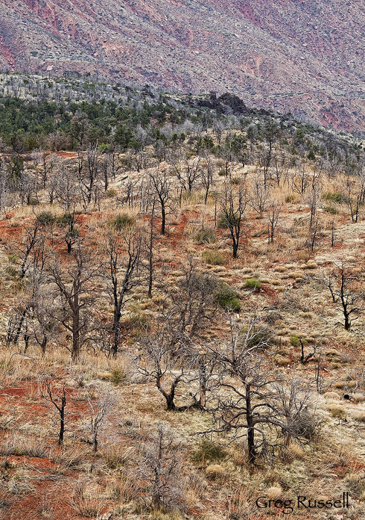 Kolob Terrace burn A burned pinion-juniper forest in the Kolob Terrace area of Zion National Park, Utah
