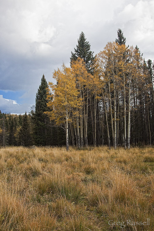 Aspen grove Grove of aspen trees (Populus tremuloides) in autumn