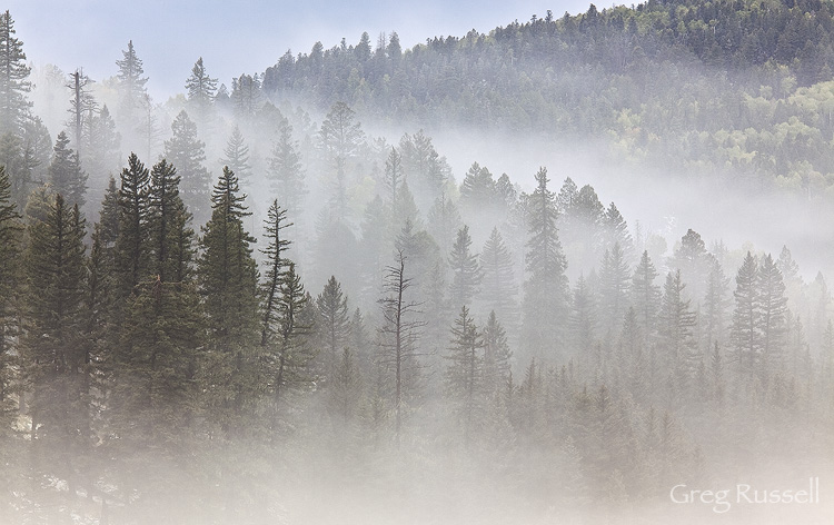 Fog & Trees Fog drifts through trees