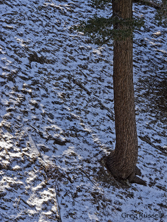 Ponderosa and snow A ponderosa pine tree standing in a fresh dusting of snow