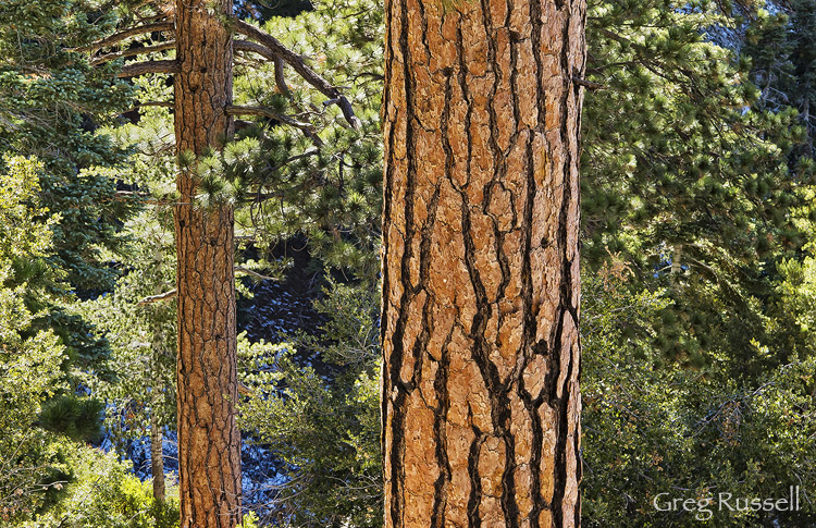 Ponderosa Trunks Ponderosa Pine trunks