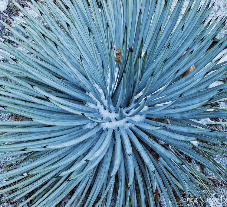 Yucca and snow A yucca plant with fresh snow on it