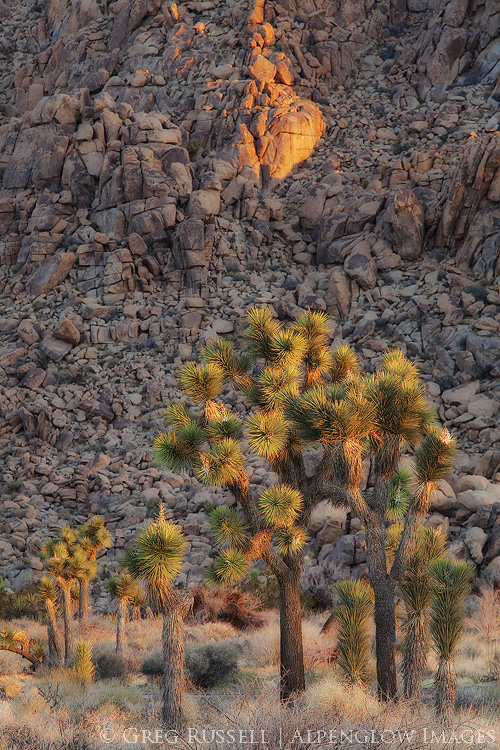 Photo of Joshua Trees at sunrise with a boulder pile in the background. Joshua Trees are a characteristic species in the Mojave Desert, which covers approximately 28% of California's landmass.