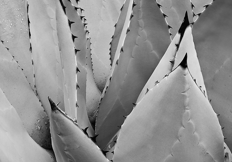 Photograph of an agave from botanic garden