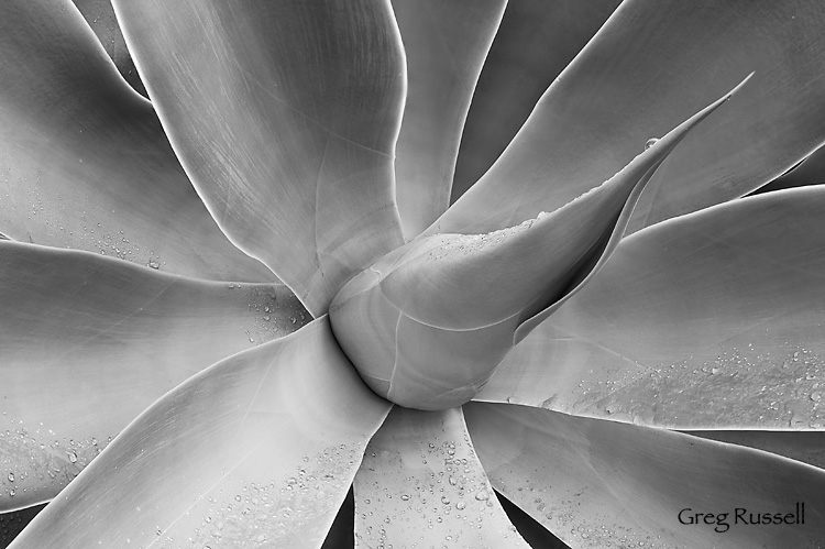 Agave attenuata, blended and converted to black and white