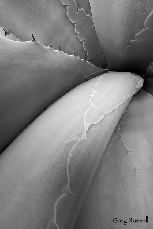 wide angle portrait of an agave; uc riverside botanical garden