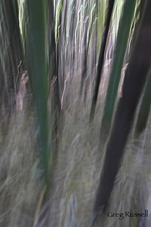 vertical pan blur abstract photo of bamboo