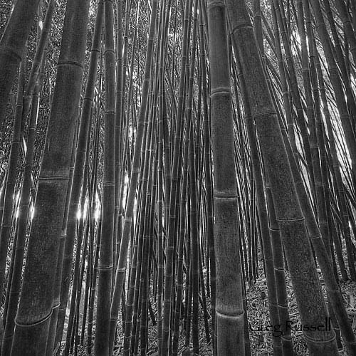 high dynamic range (hdr) photo of bamboo