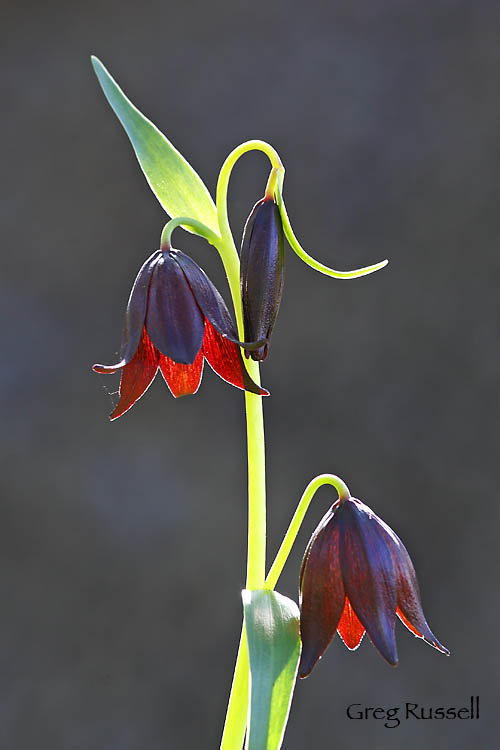 Chocolate lily (Fritillaria affinis) wildflower photograph