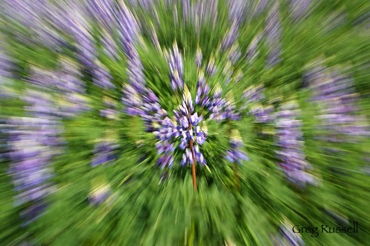 abstract zoom blur photograph of lupine wildflower field