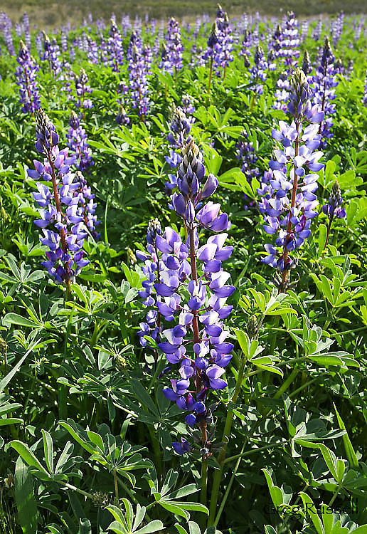 photo of wildflower field dominated by lupine