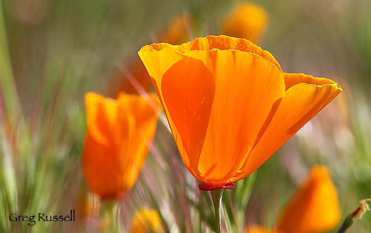 detailed photograph of a california poppy