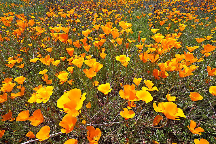 large field of California poppies