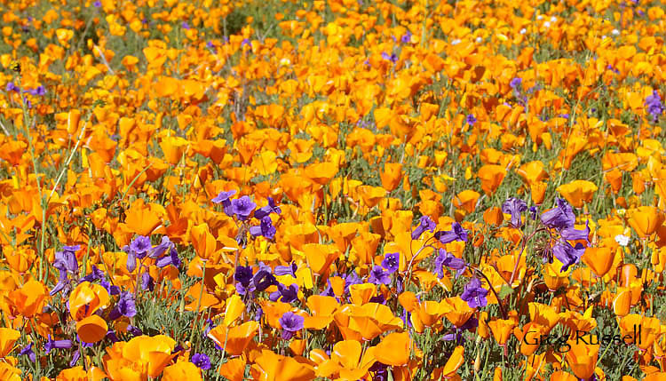 Purple wildflowers mixed in with California Poppies