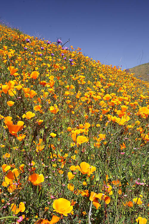 Hillside filled with California poppies