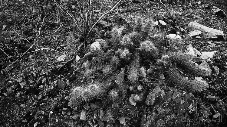 cactus on phoenix mountain reserve, phoenix arizona
