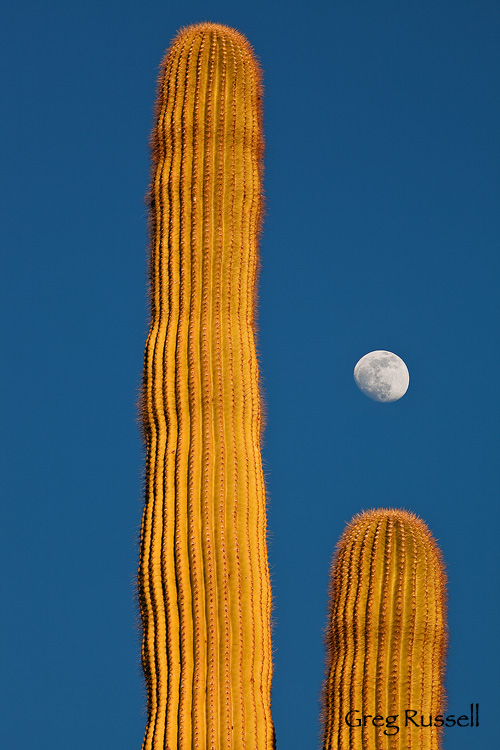 saguaro cactus and moon