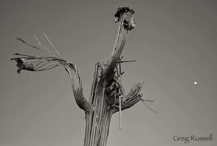 saguaro skeleton and moon