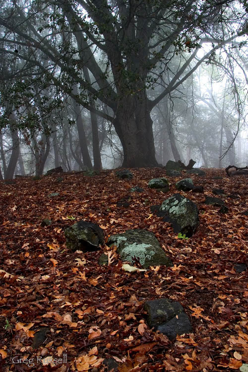 palomar mountain, fog photo, san diego county, southern california mountain, incense cedar, Libocedrus decurrens, fog photo, enchanted forest