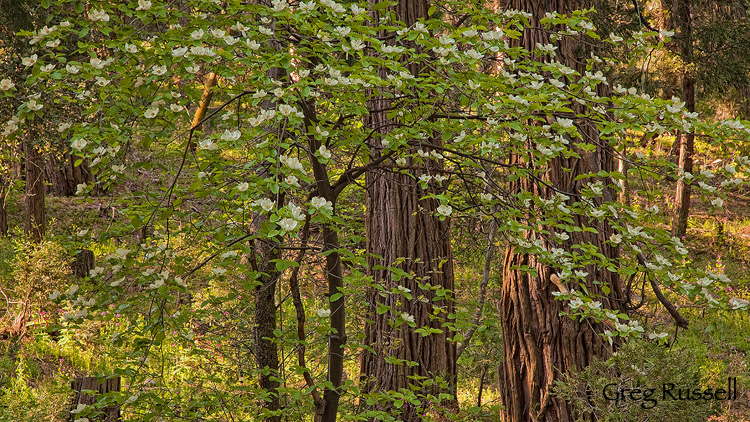 pacific dogwood near crestline california