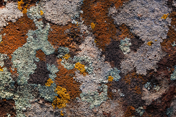 Lichen on rock, Santa Rosa Plateau Ecological Reserve