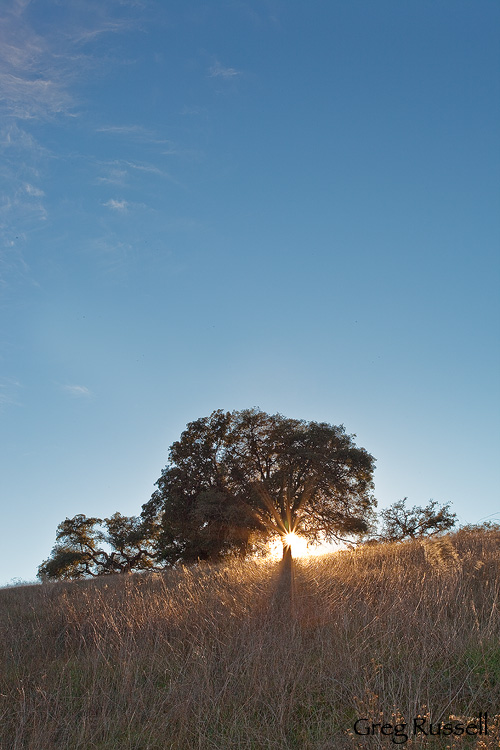 Oak tree and sunburst at the Santa Rosa Plateau ecological reserve near temecula california