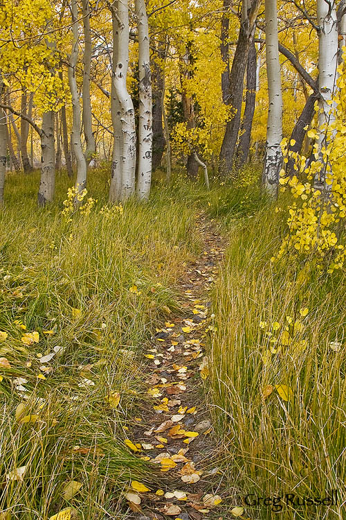 fall colors near convict lake in the eastern sierra nevada mountains