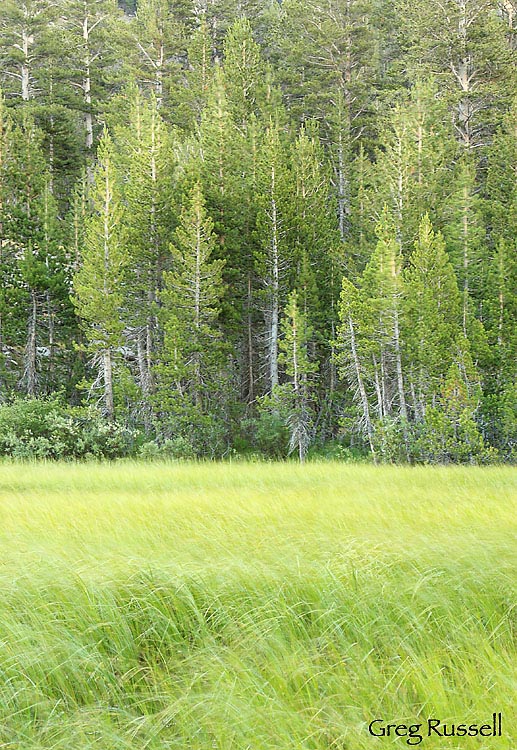 pine trees, grass, mountain scene, mountain image, peaceful meadow