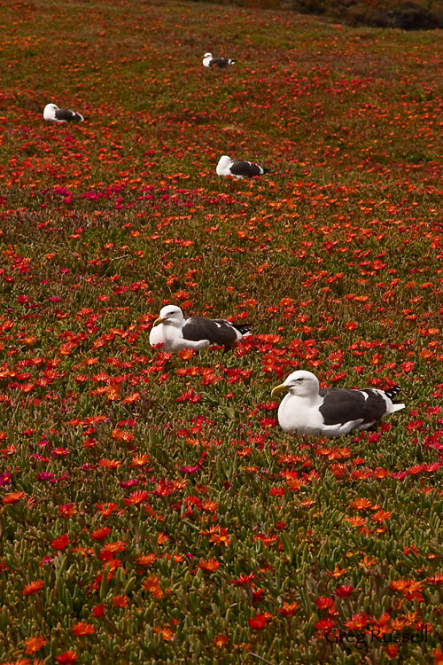 Western gulls nesting on Anacapa Island, Channel Islands National Park, California