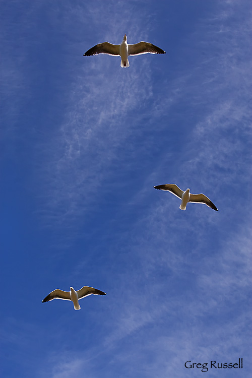 Western Gulls in flight