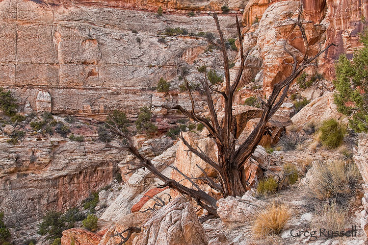 Cedar Snag in the Grand Staircase Escalante National Monument Canyon and cedar snag in the grand staircase escalante national monument, utah