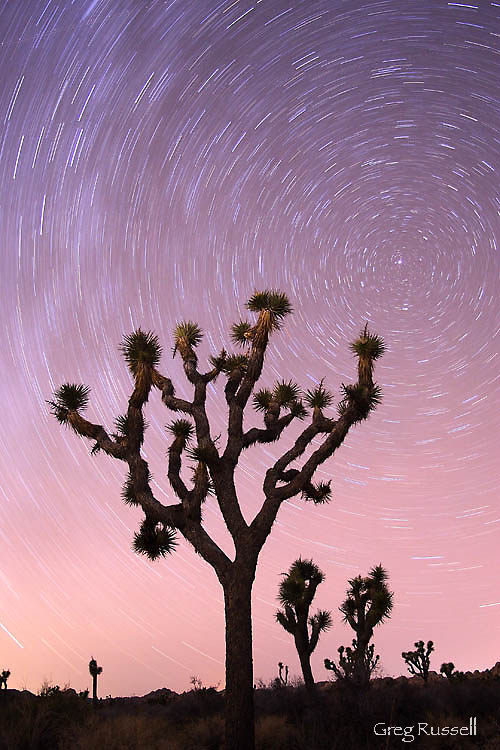 joshua tree; joshua tree national park;  night photography; star trails